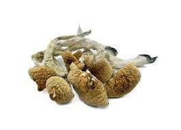 Lizard King mushrooms