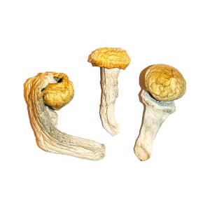 Penis-Envy-Magic-Mushrooms