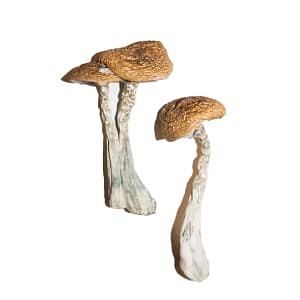 Wavy-Caps-Magic-Mushrooms