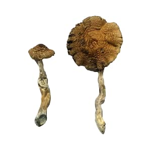 Lizard King mushrooms