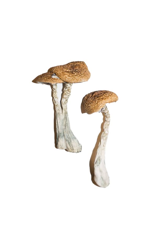 Wavy-Caps-Magic-Mushrooms